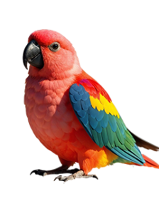 Macaw